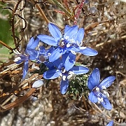 eriastrum sapphirinum